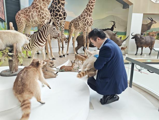 陕西自然博物馆开展贝林展馆标本专项检查维护工作