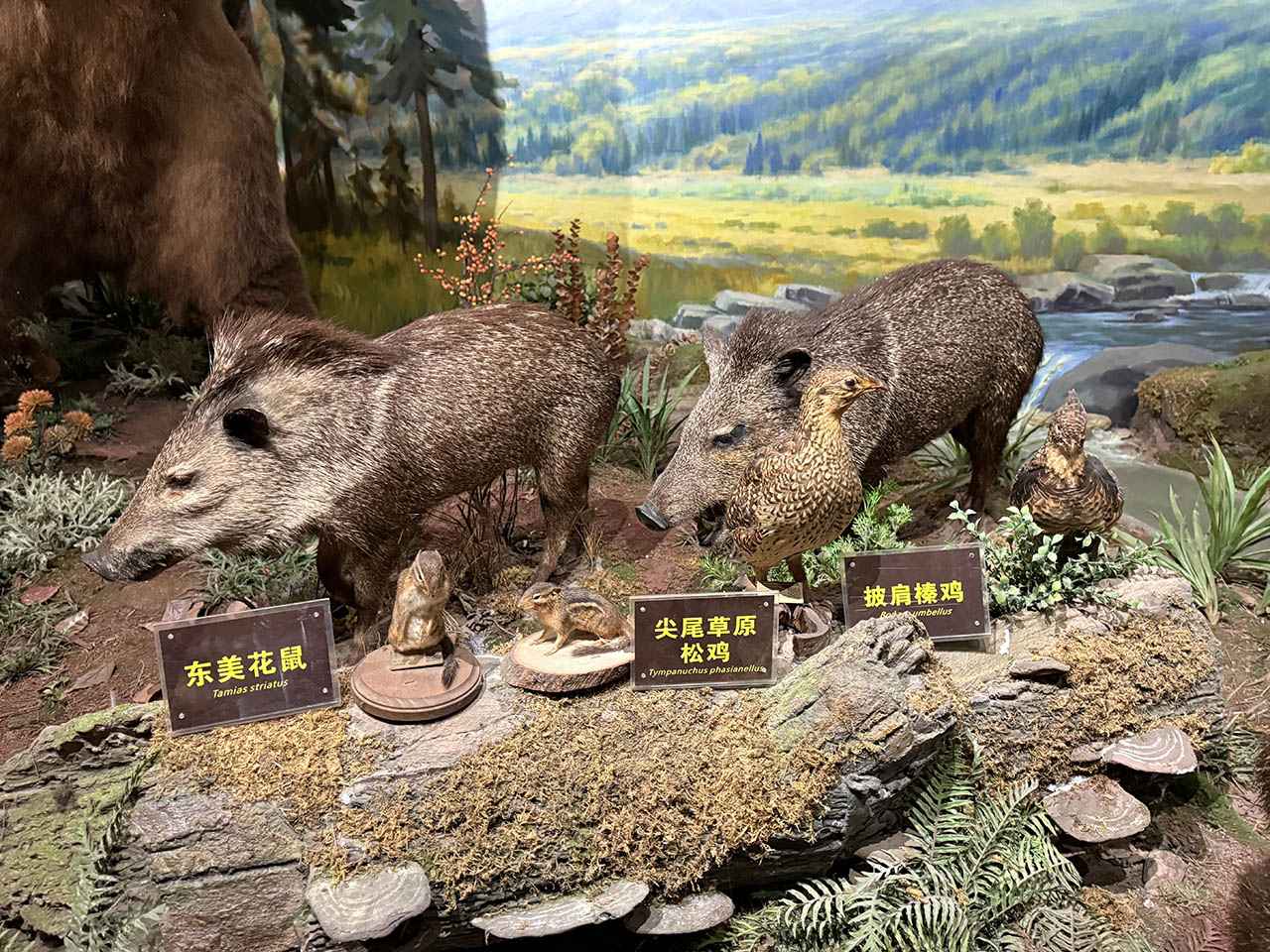 陕西自然博物馆贝林展馆展厅新增标本拉丁学名铭牌